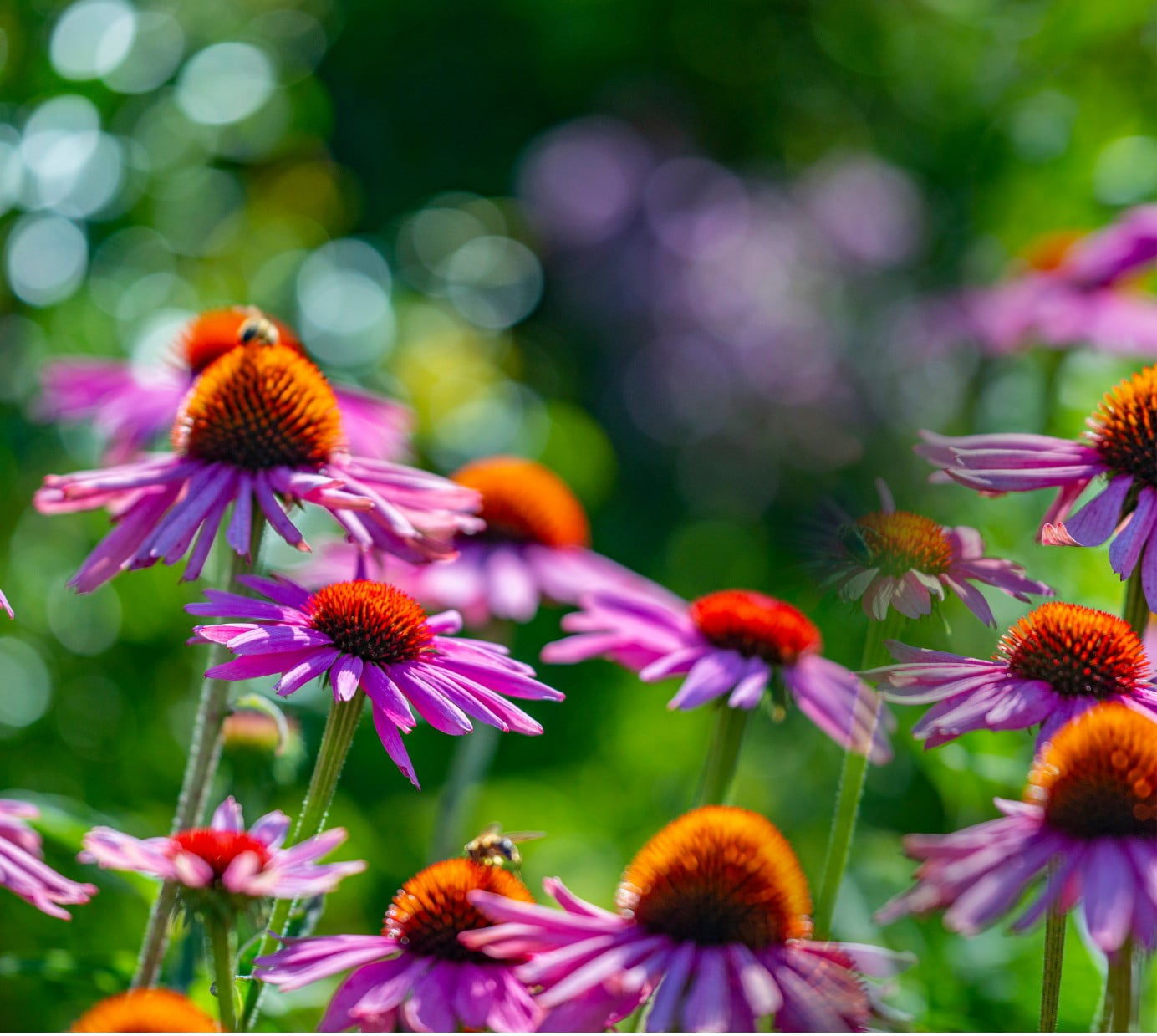 A picture close up on some flowers