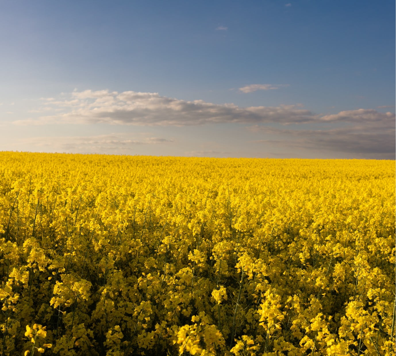 A field full of yellow flowers in a beautiful sunset