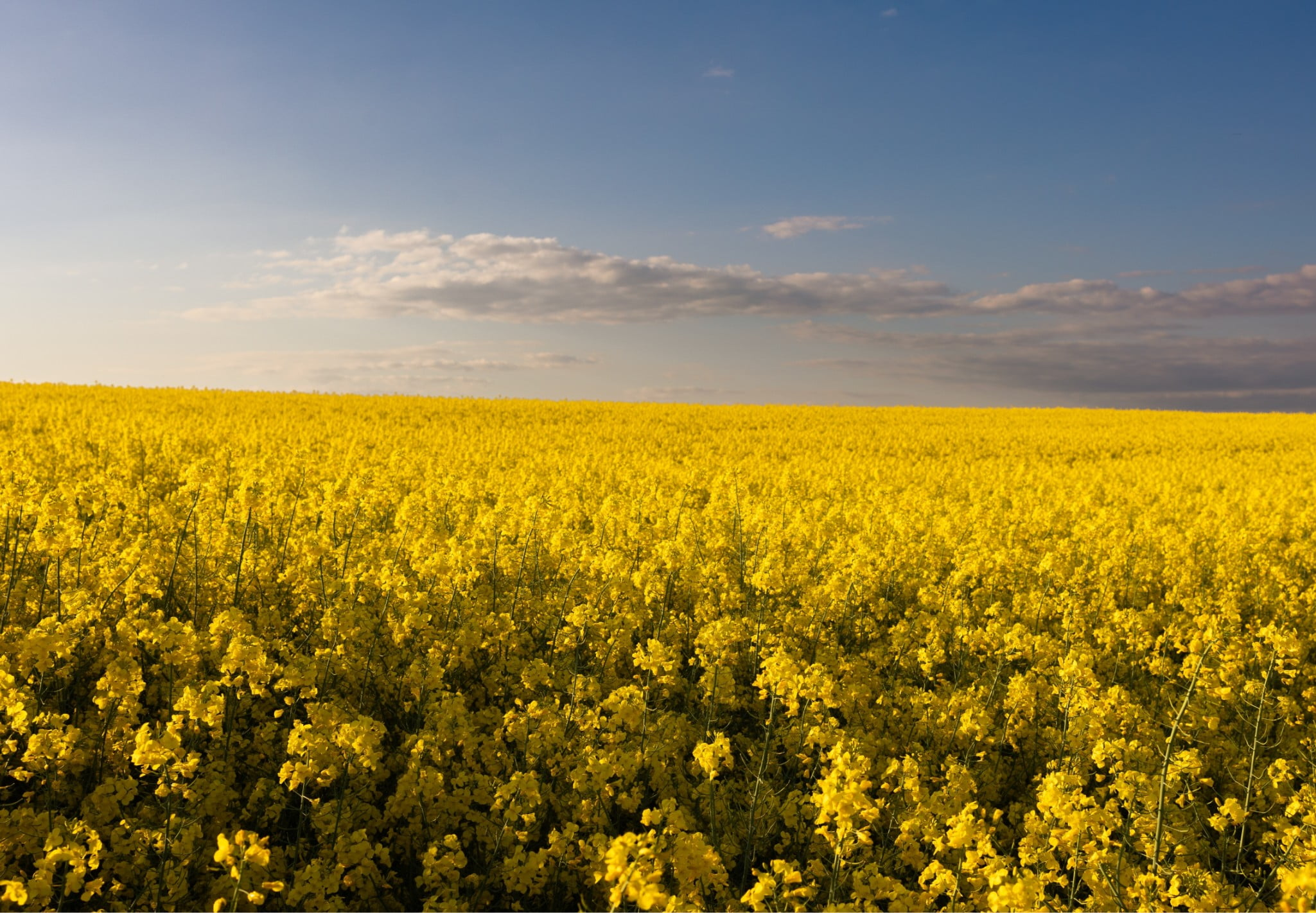 A field full of yellow flowers in a beautiful sunset