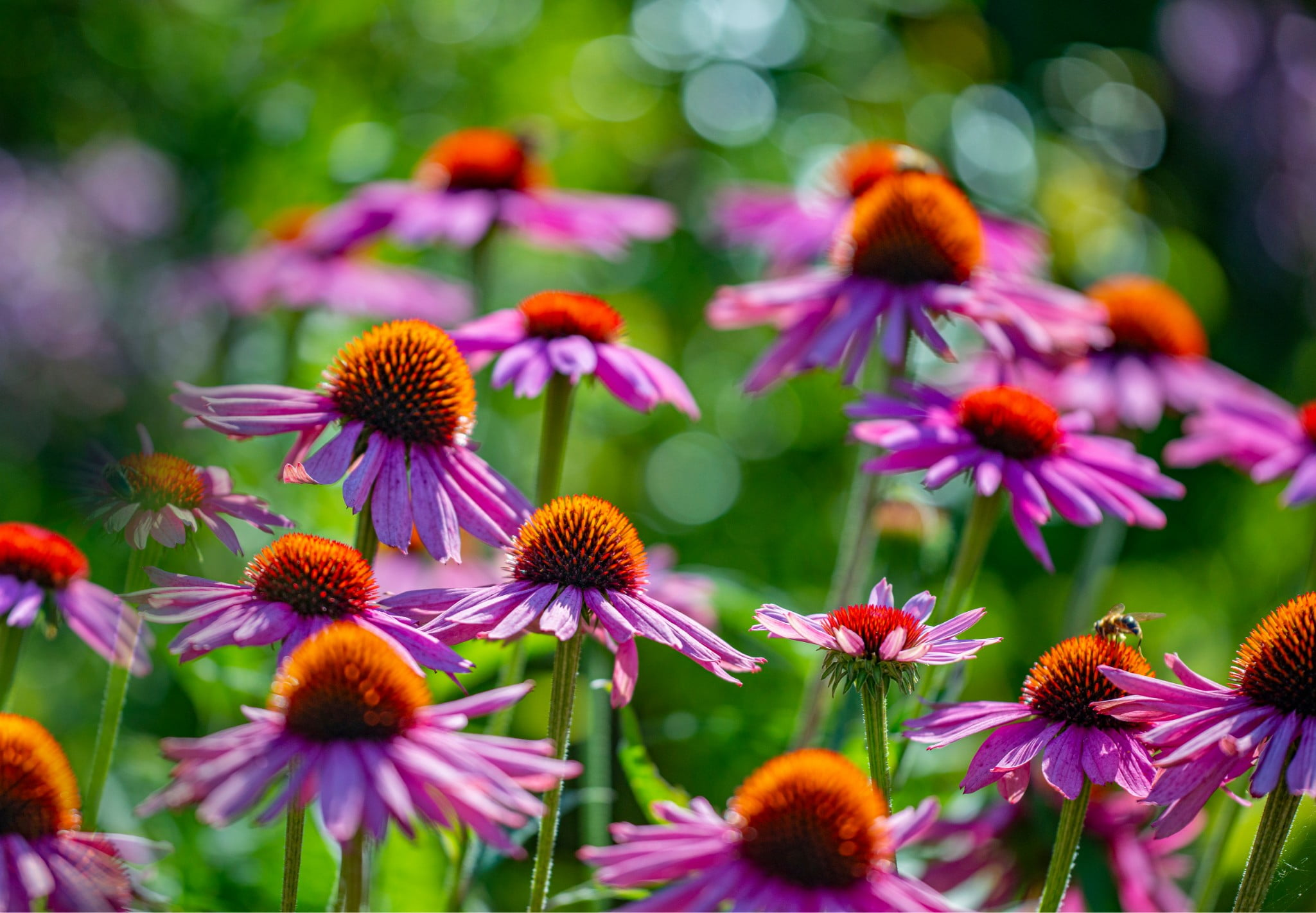 A picture close up on some flowers