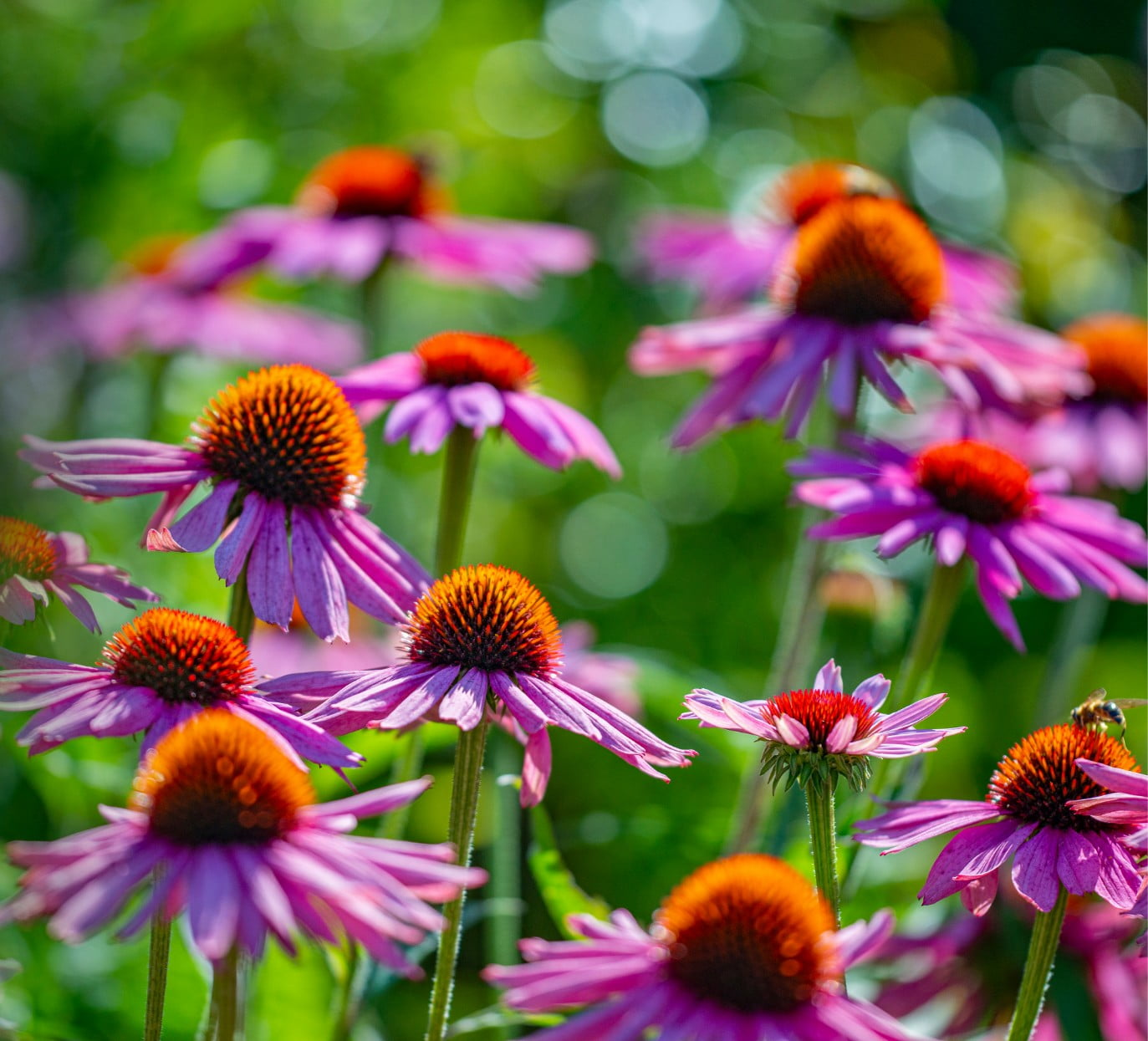 A picture close up on some flowers